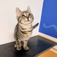 Photo of Birdie