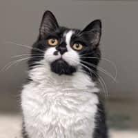 Photo of Willowbug