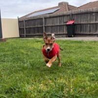 Photo of Bandit