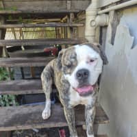 Photo of Buster