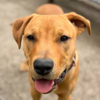 Photo of Cooper