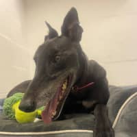 Photo of D1251 Colby