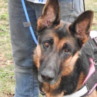 Photo of Bluey