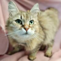Photo of Tawny / Cat 18
