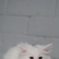 Photo of Anastasia