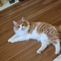 Photo of Mango