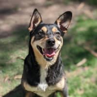 Photo of Pixie
