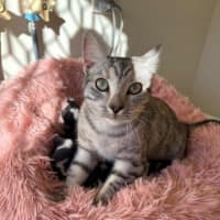 Photo of Arianna Quinnell