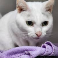 Photo of 🫶 Finn 6713 🫶