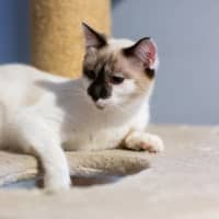 Photo of Willow 😻🌈