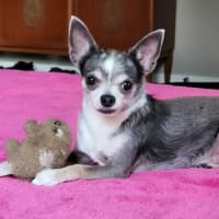 Photo of Hugo And Rocky