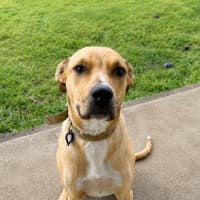Photo of Timmy   11 Month Old Mastiff X