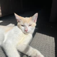Photo of Alfie