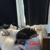 Photo of Tilly