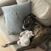 Photo of Maia, The Greyhound