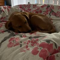 Photo of Honey