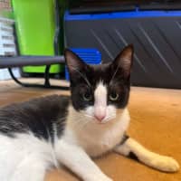 Photo of Meowly Cyrus