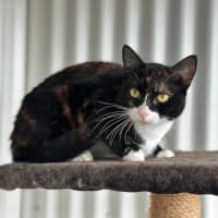 Photo of Indi
