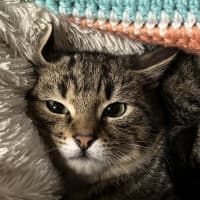 Photo of Thyme