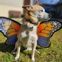 Photo of Lucky