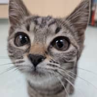 Photo of Pumpkin Pie