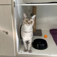 Photo of Guinevere