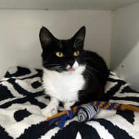 Photo of Pepper