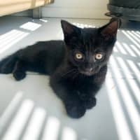 Photo of 🐾 Nelson 🐾