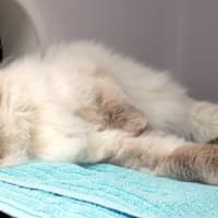 Photo of Claudi Sua014244