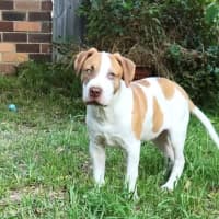 Photo of Bert & Ernie