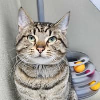 Photo of 🧃 Archibald 6433 🧃