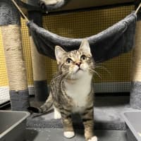 Photo of Whiskey