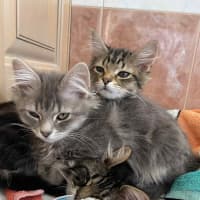 Photo of Trowel   In Foster Care In Greensborough