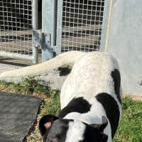 Photo of Bingo (4471)