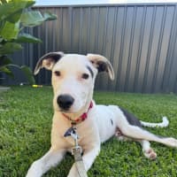 Photo of Ayaz   5 Month Old Mastiff X