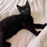 Photo of Bonsai   Located In Croydon