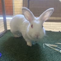 Photo of Darcy