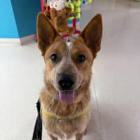 Photo of Tucker
