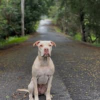 Photo of Sparrow *$250 Adoption Fee* 