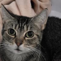 Photo of Jasmine