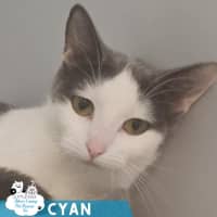 Photo of Cyan