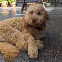 Photo of Gnocchi Russelton