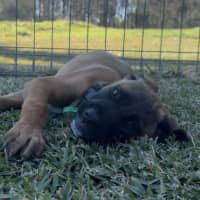 Photo of Maxie