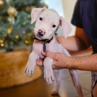 Photo of Koko Licious