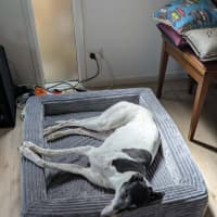 Photo of Pongo, The Greyhound