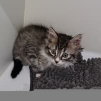 Photo of Peep Peep