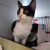 Photo of Felix