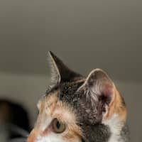 Photo of Gucci (60039)