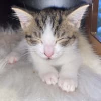 Photo of 🐾 Phoenix 🐾