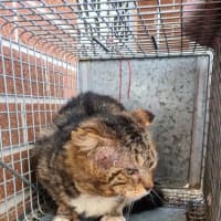 Photo of Bartholomew Ragamuffin